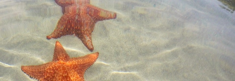 Playa Estrella, Bocas del Toro