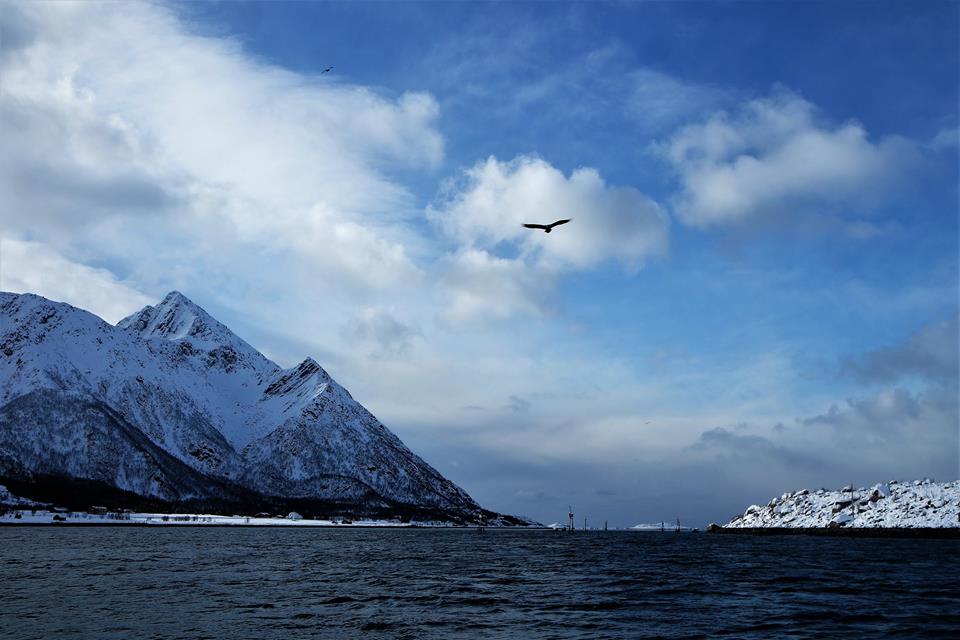 Safari de águilas marinas en Lofoten
