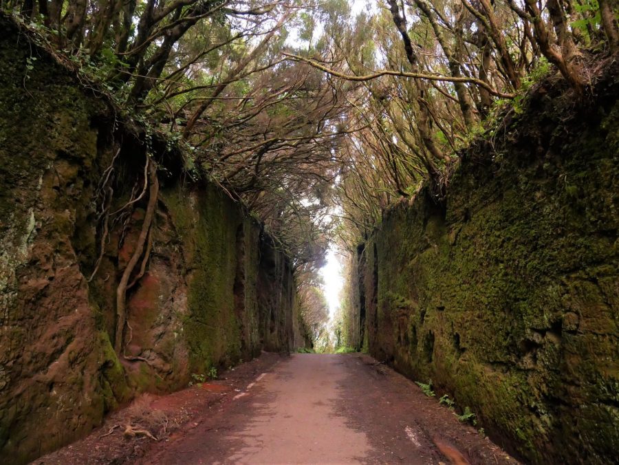 Bosque de Anaga en Tenerife, leyendas de Canarias