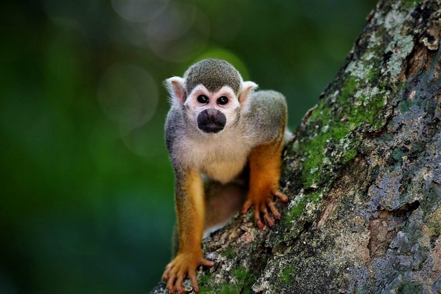 Mono en Costa Rica, Guía para visitar el Parque Nacional de Corcovado