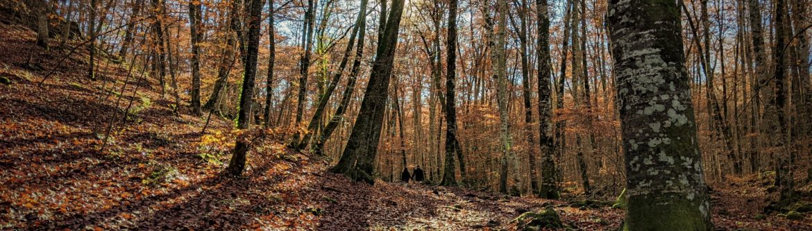 La Fageda d´en Jordá, qué hacer en la Garrotxa, Girona