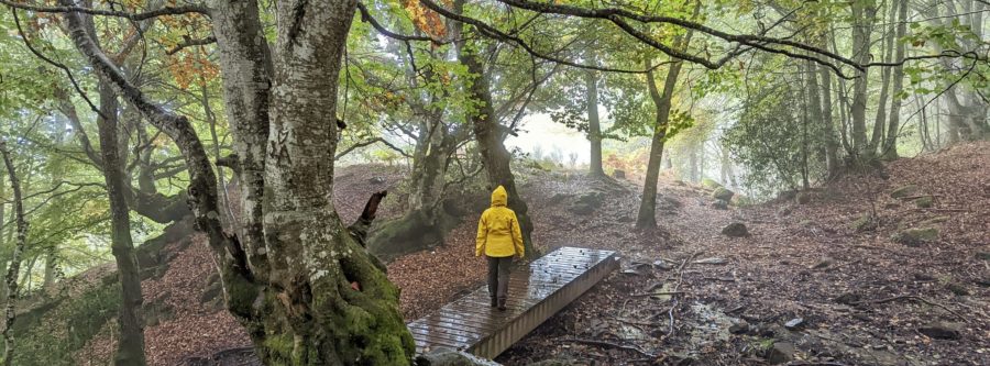 El bosque de Carlac, planes que hacer en la Val d´Aran en otoño