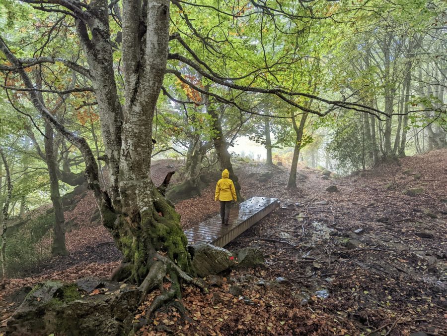 El bosque de Carlac, planes que hacer en la Val d´Aran en otoño