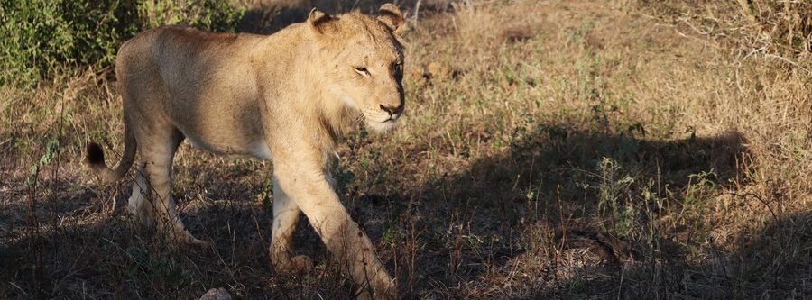 Visitar el parque Kruger