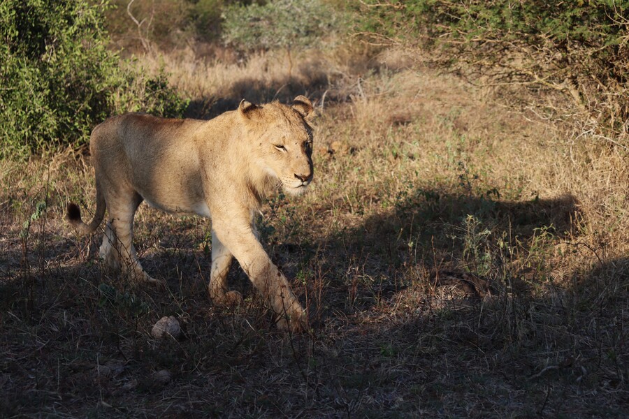 Visitar el Parque Kruger por libre: cÃ³mo organizar un safari