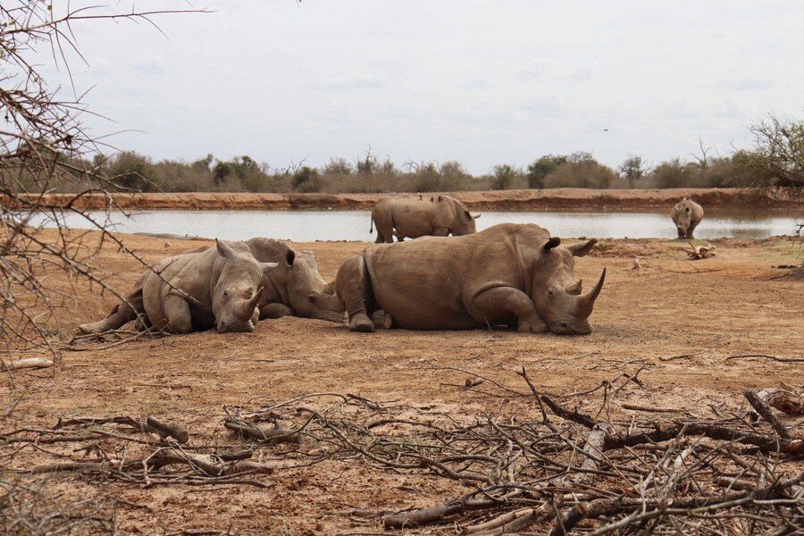 Rinocerontes en el Hlane National Park, Esuatini