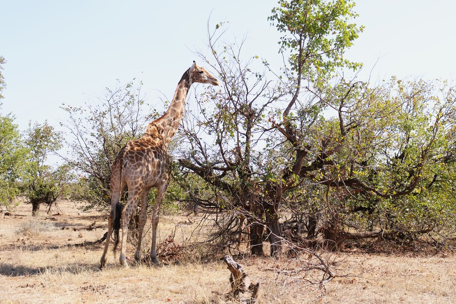 Jirafa en el Parque Kruger, qué ver en Sudáfrica