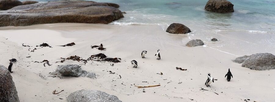 Pingüinos, viaje a Sudáfrica por libre