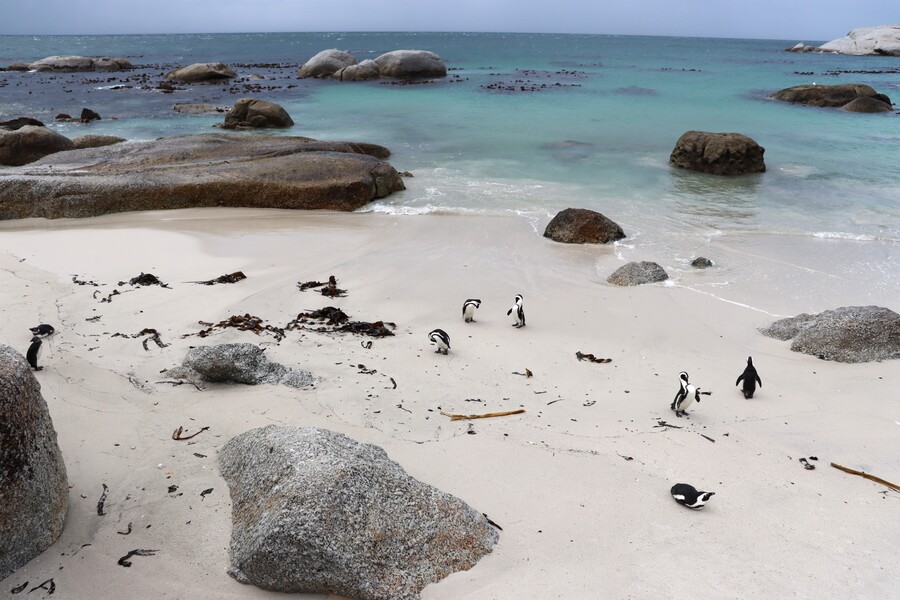 Pingüinos, viaje a Sudáfrica por libre