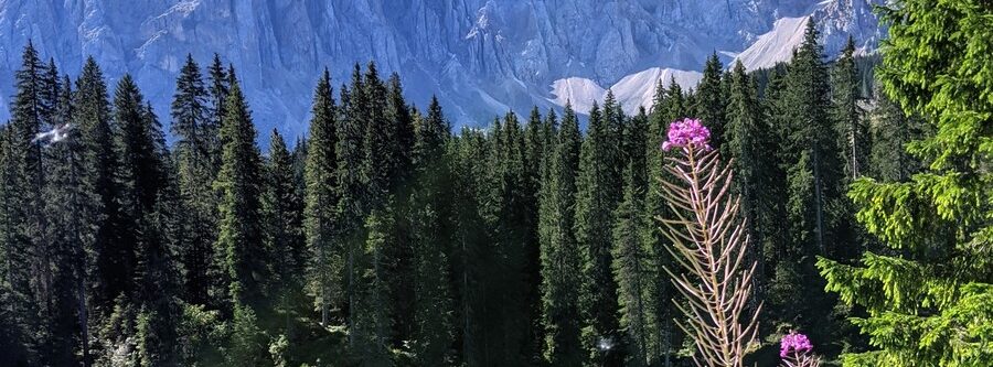 Lago di Carezza, qué ver en Dolomitas, Italia
